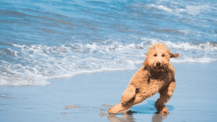 Anjing Main Di Pantai